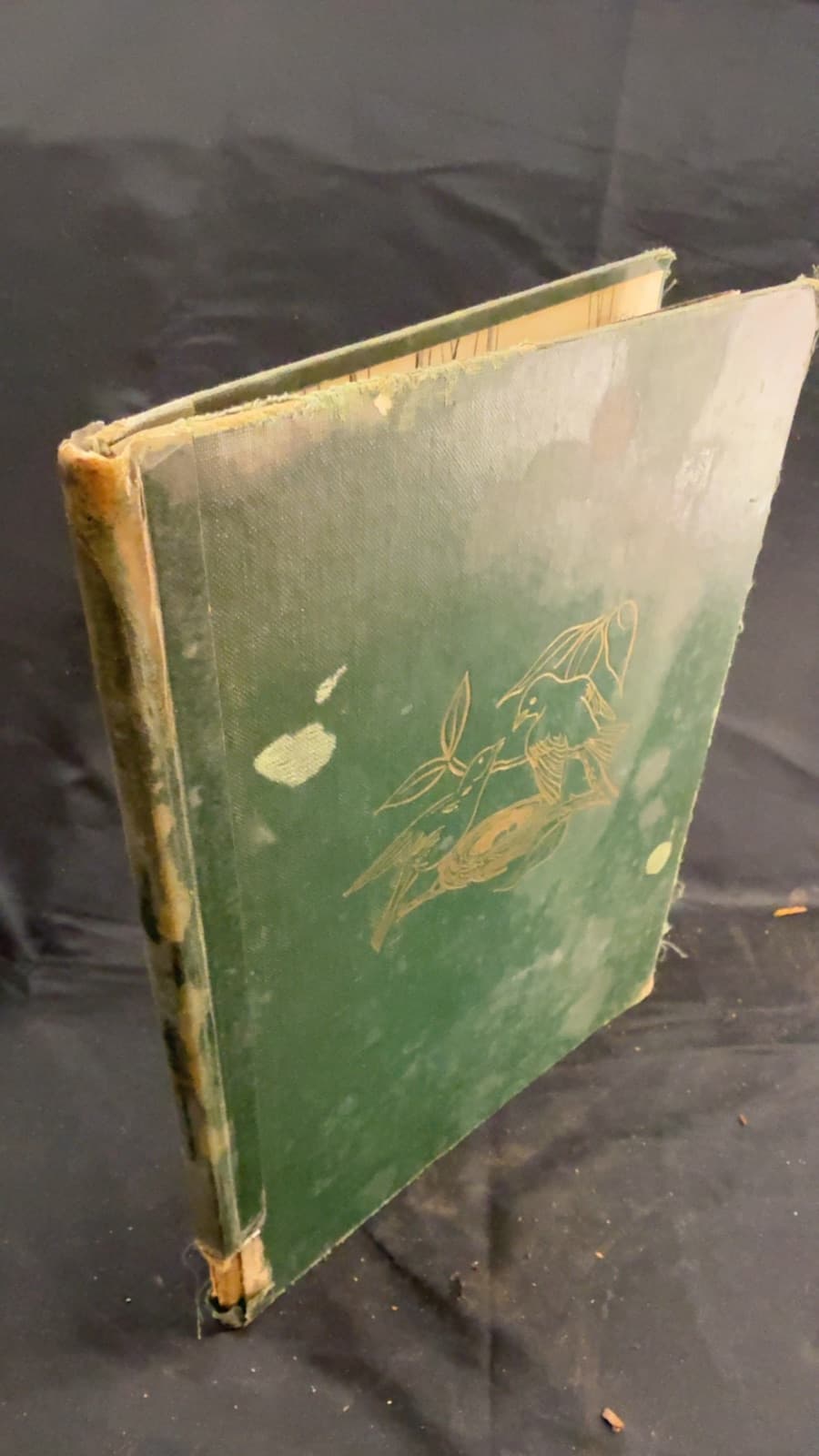 Birds in Their Homes by Addison Webb - front cover
